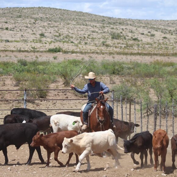 Meet your Posher, Tawny K - Picture 6 of 10